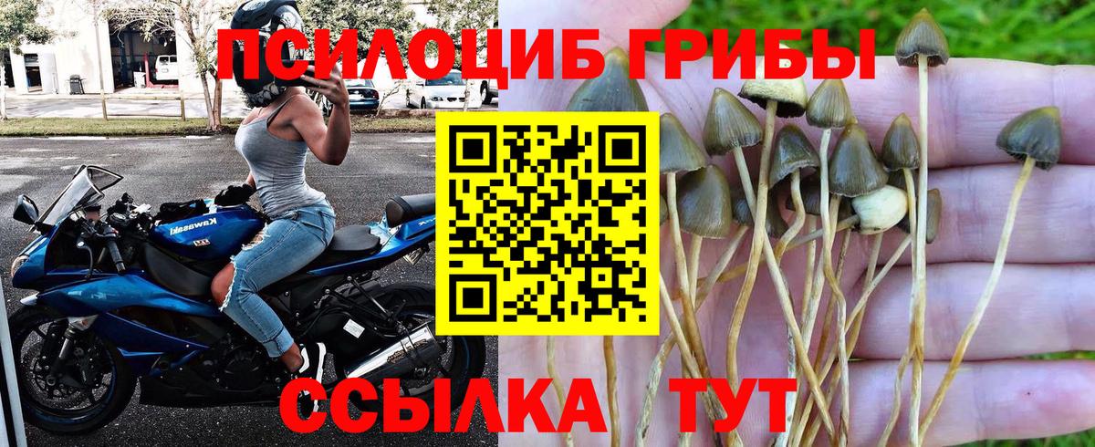 Псилоцибиновые грибы прущие грибы Михайловск