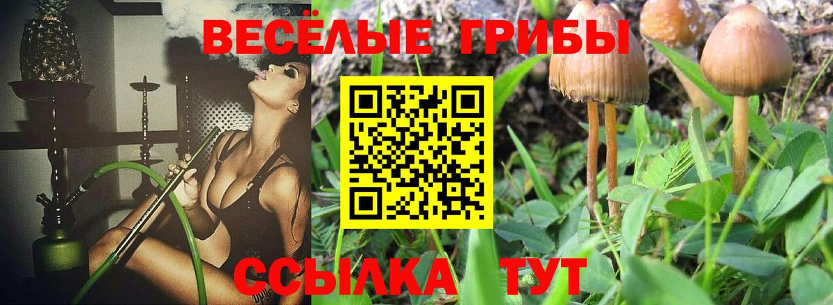 Михайловск  где купить наркоту  Галлюциногенные грибы Psilocybine cubensis  Вход с VPN  Галлюциногенные грибы ЛСД 